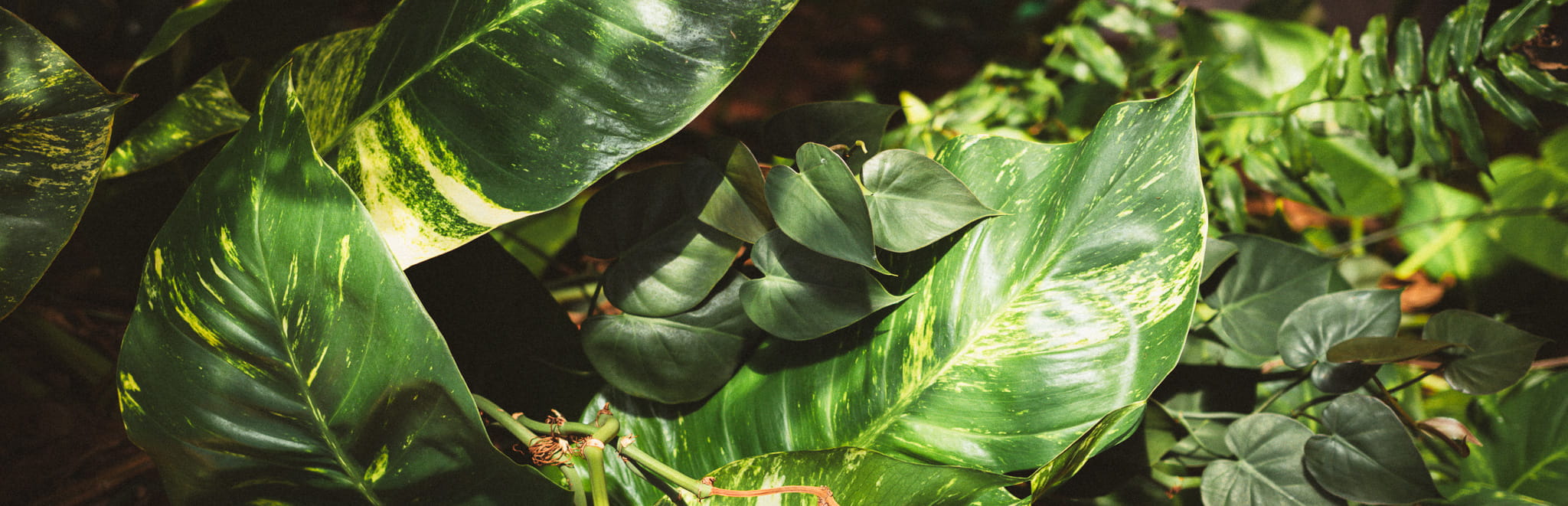 Green house plants bathed in sunlight
