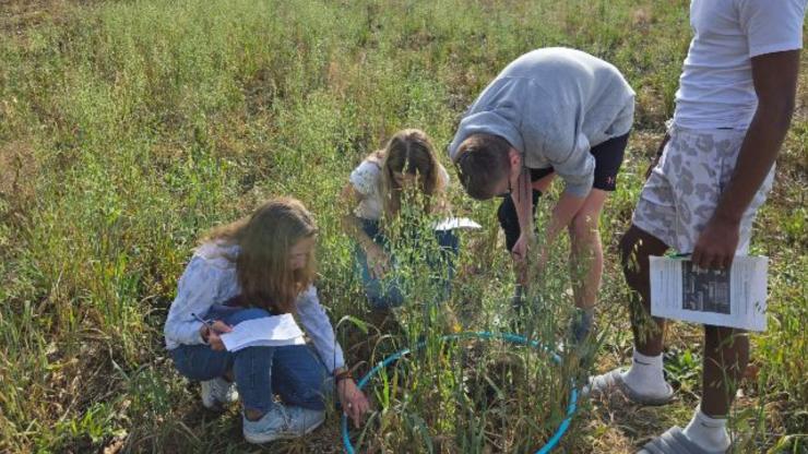 Four individuals stand in a grassy field, bending over and gathering around a hula hoop to examine plants within its circumference. 