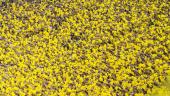 U-M Fans at Football Game